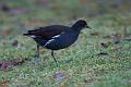 Sivhøne - Common moorhen (Gallinula chloropus) 1k 